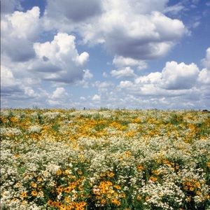 Meet your Posher, Ava